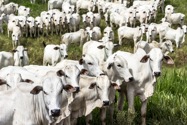 O Brasil é o principal produtor de carne bovina para abate do mundo.