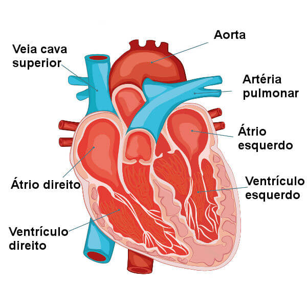 Ilustração de um coração partido ao meio com os nomes das partes principais.